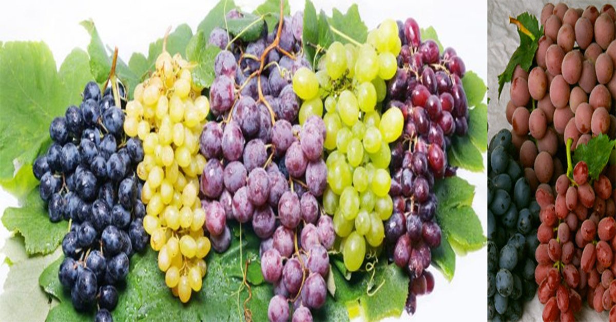 grape_varieties